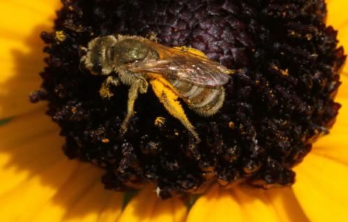 Seladonia sp.
